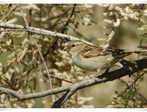 Moineau domestique femelle - Passer domesticus - House Sparrow