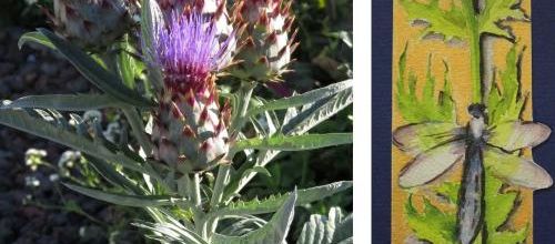 Les fleurs de cardon et d'artichaut