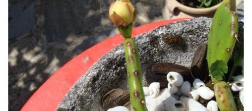 Cactus  du Jardin 2011