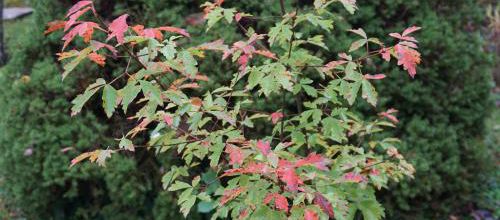 Acer Griseum