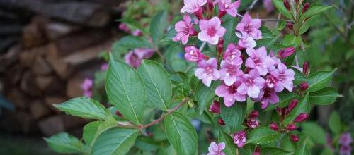 Weigelia