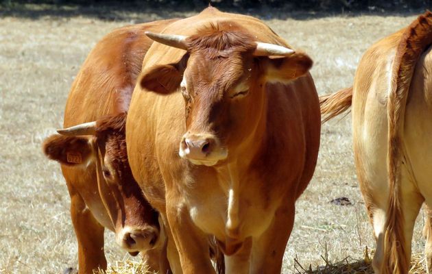 des vaches qui ...  hi hi hi
