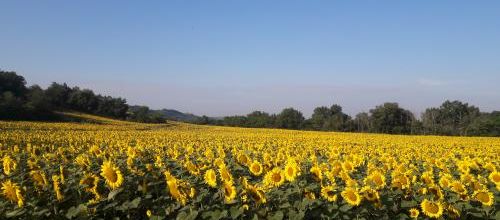 les tournesols a Mauzac