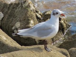 Mouette ou goéland