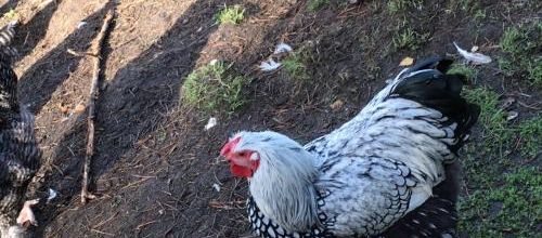 11 novembre 2017 de nouveaux arrivants au jardin