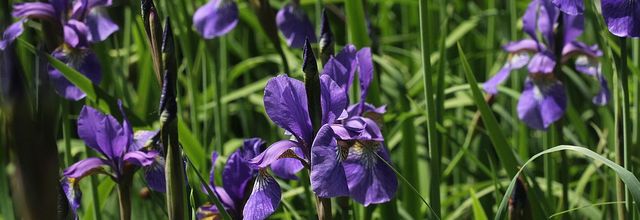 Jardin fleur bleue