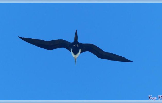 Une Frégate du Pacifique, Great Frigatebird (Fregata minor) nous survole - Ile aux oiseaux - Vers la passe sud Tumakohua (Tetamanu) - Atoll de Fakarava - Tuamotu - Polynésie française