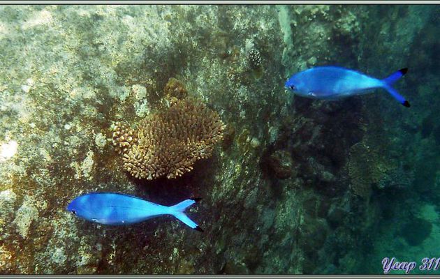 Caesio à croissant ou fusilier lunaire (Caesio lunaris) - Anse Soleil - Mahé - Seychelles