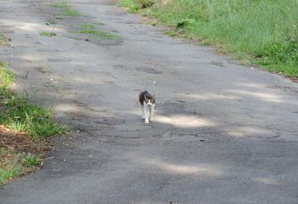 un minou calin