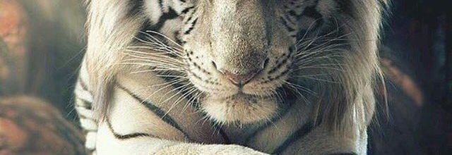 Les animaux sauvages sont nos amis