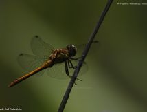 Sympétrum à nervures rouges ♂ immature - Sympétrum foscolombii