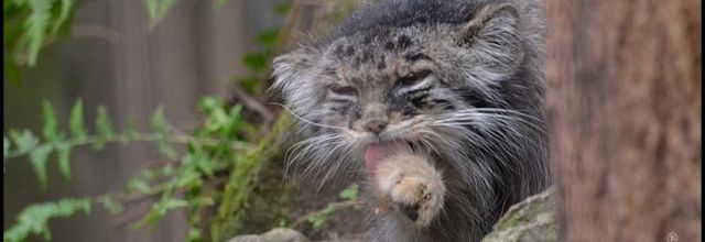 La Ménagerie, le Zoo du Jardin des Plantes : Chat de Pallas