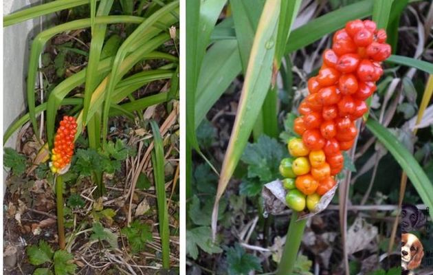 Qui saurait me dire le nom de cette fleur ???
