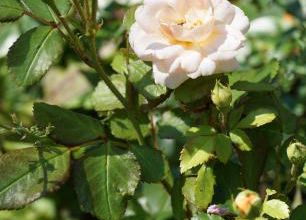 Un jour, une rose : Bordure Nacrée