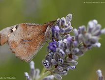 Echancré - Lybythea celtis - Nymphalidae