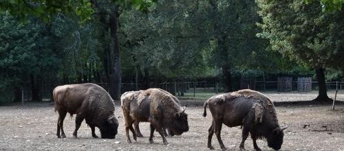 ... pfff... des bisons, pas des visons...
