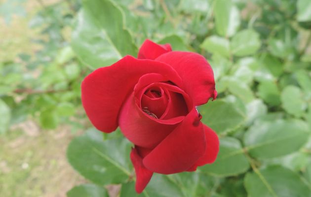 ma rose rouge et ...