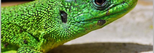 Lézard Vert (1) - Lacerta bilineata