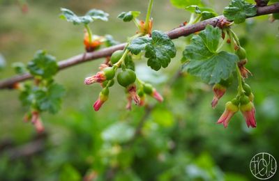 La gazette du jardin #2