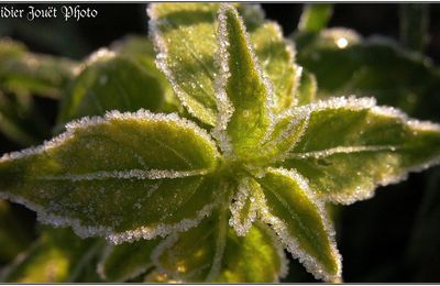 Givre (2)