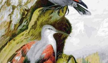 L'oiseau papillon