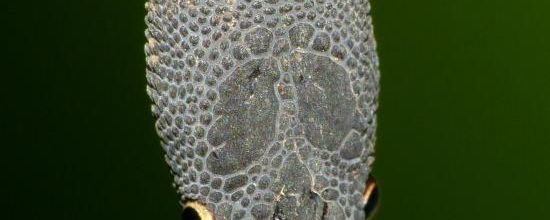 Nothopsis rugosus - Le serpent café rugueux