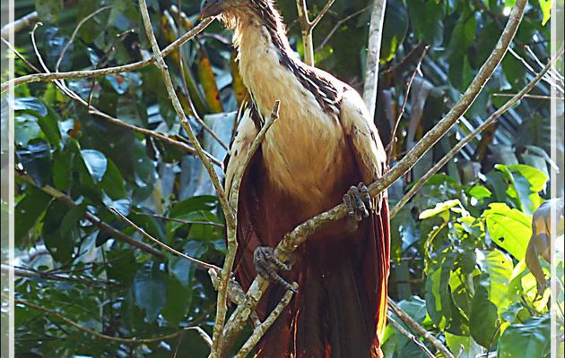 Les Hoatzins huppés, les Iroquois d'Amazonie - Inkaterra Hacienda Concepcion - Puerto Maldonado - Pérou