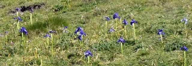 Iris latifolia   -   iris des Pyrénées
