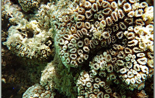 Massif de corail en fleur - Anse de Port Launay - Mahé - Seychelles