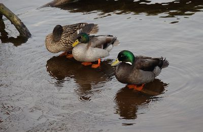 EB - Beaux canards...