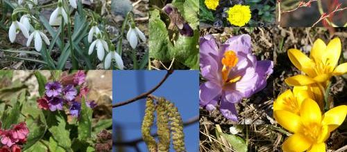 C'est l'printemps