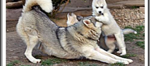 Jeu de Husky (4 mars 2013)