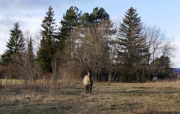 Le 7 janvier : visite aux tarpans