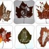 Automne ! cartonnettes
