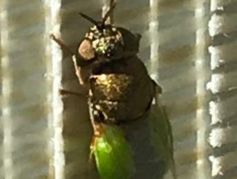 REPONSE : CET INSECTE CONNAISSEZ-VOUS ?