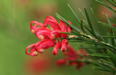 En avril, de la couleur au jardin...