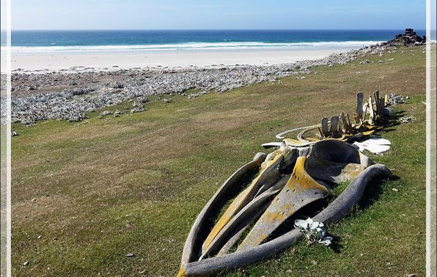 Squelette de baleine - The Neck (Le Cou) - Saunders Island - Falkland (Malvinas, Malouines) - Grande-Bretagne