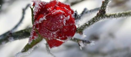 La rose de Noël...