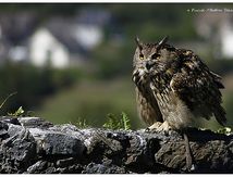 Grand-duc d'Europe - Bubo bubo - Eurasian Eagle-Owl