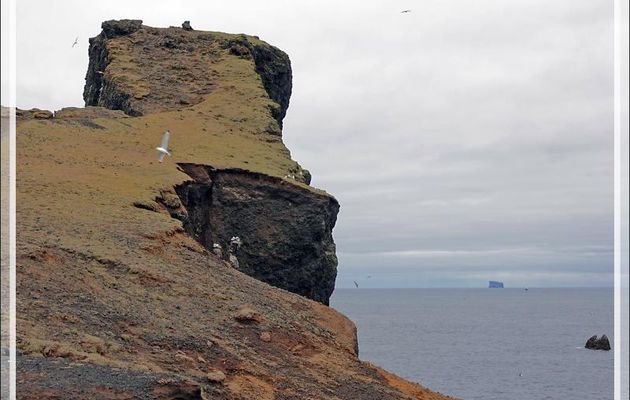 07/06/2023 : les oiseaux des falaises de Reykjanesviti : mouettes, fulmars, guillemots - Péninsule de Reykjanes - Islande