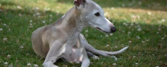 Notre arrière grand-mère préférée, Blue!