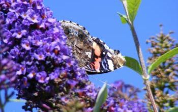 Papillons et abeilles