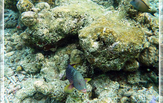 Mérou croissant de lune ou Loche-caméléon ou Croissant queue jaune spécimen bleu, Yellow-edged lyretail (Variola louti) - Moofushi - Atoll d'Ari - Maldives