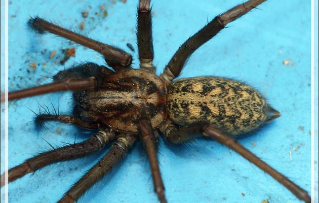 Araignée Tégénaire noire (Eratigena atrica) - Lartigau - Milhas - 31
