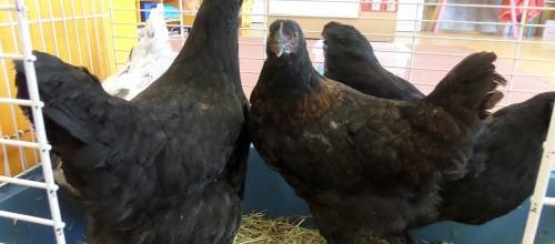 Les poulets à l'école