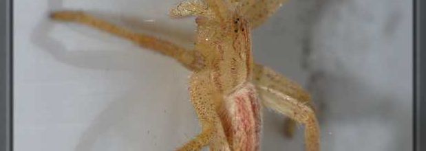 Araignée adolescente