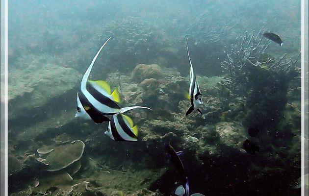 Poisson cocher commun, Pennant coralfish, Shooling bannerfish (Heniochus acuminatus) - Spot Antsoha (Rocher 4ème Frère) - Tsarabanjina - Mitsio - Madagascar