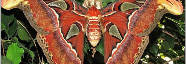 Atlas (1) - Attacus Atlas