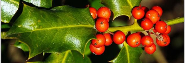Houx (1) - Ilex aquifolium
