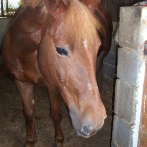 Marine cheval